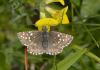 Pyrgus sp.